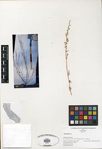 Herbarium sheet of 